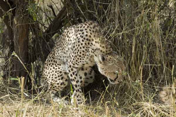 Guepardo - reserva nacional de Masai Mara - Kenia 06.jpg